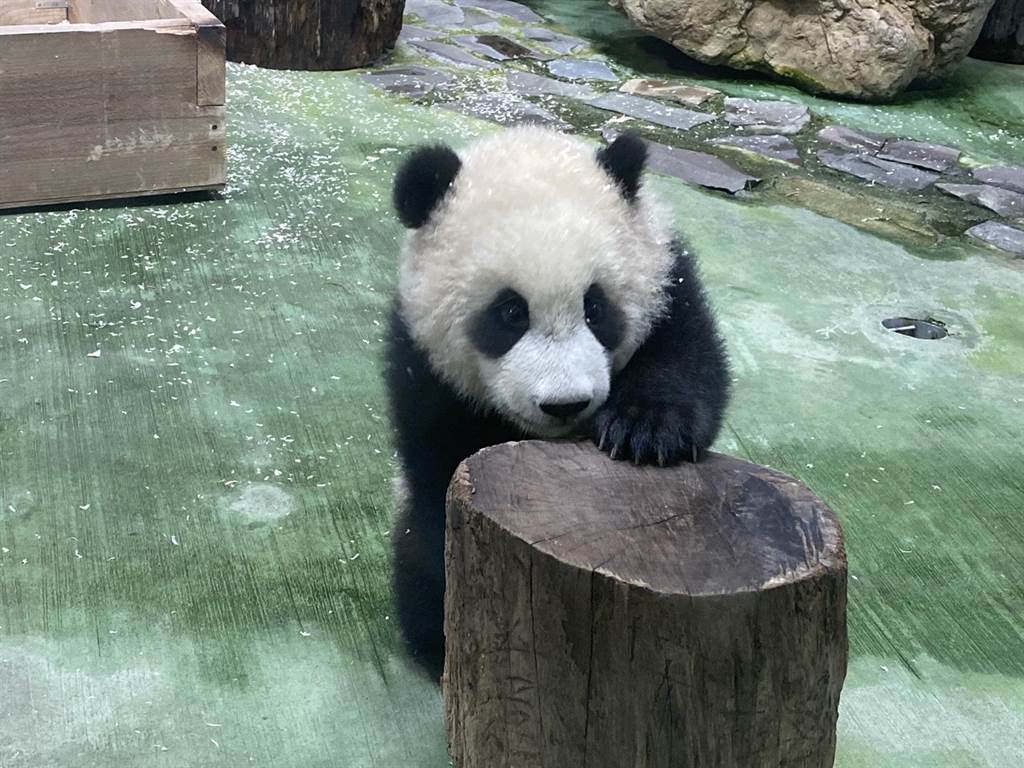 大明星來了！ 大熊貓�圓寶�台北動物園亮相�接客�