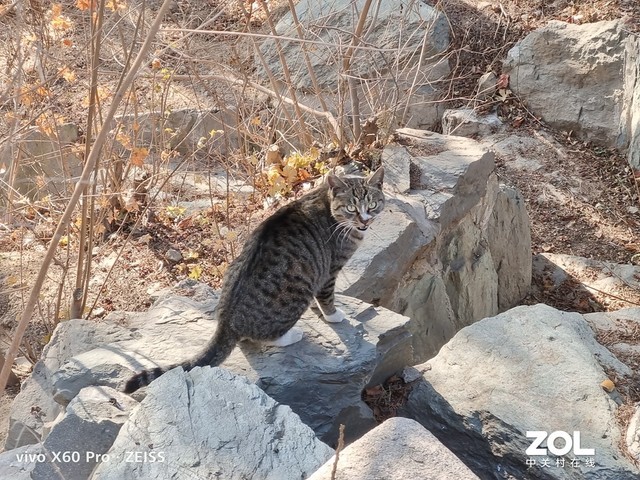 Together Cai Si models Vivo X60 Pro of photography new dominant position to take a picture evaluation