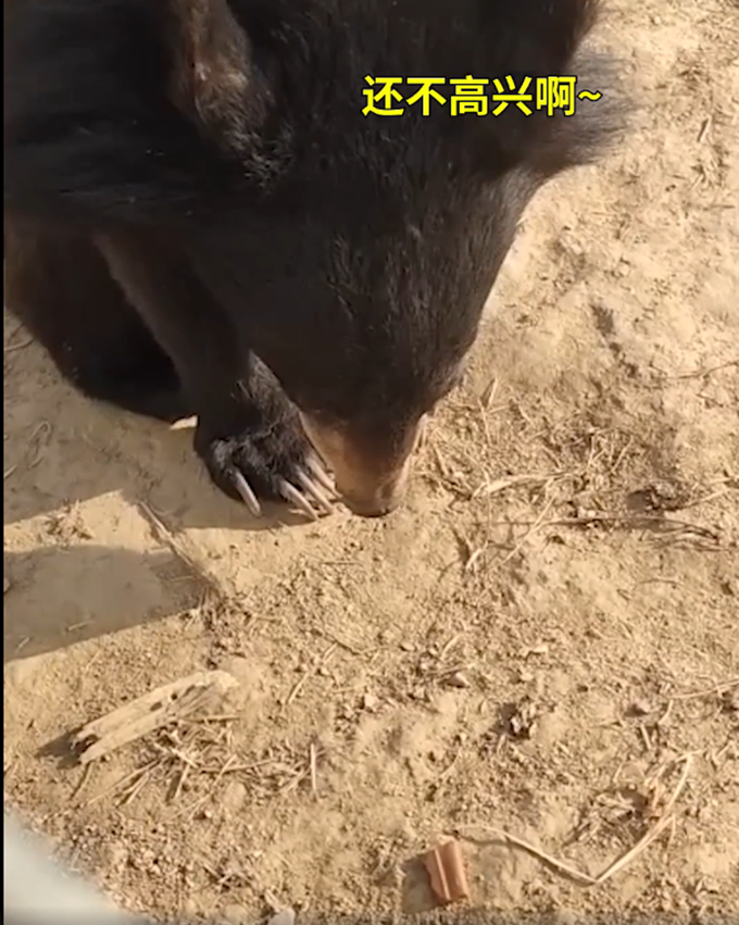 黑熊宝宝挑食被训低头不吭声小样还治不了你了