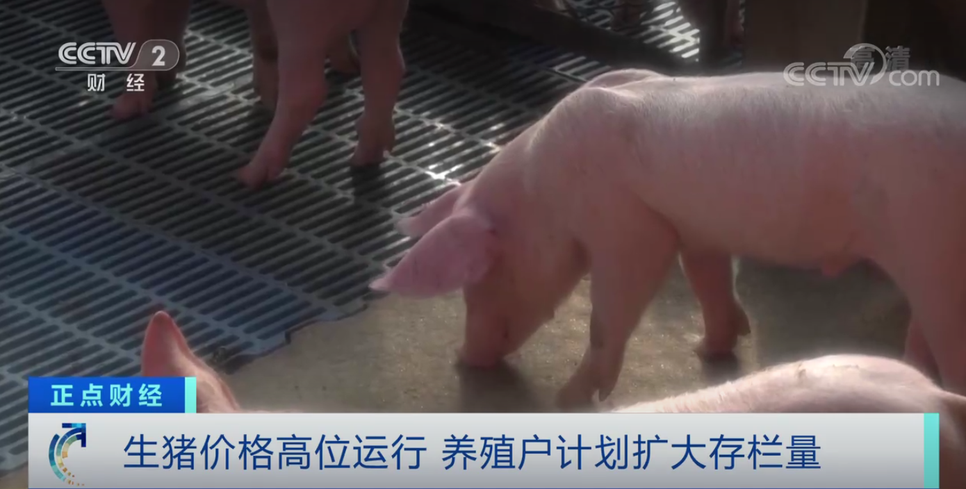 生猪价格高位运行，“猪期货”为养殖业提供新