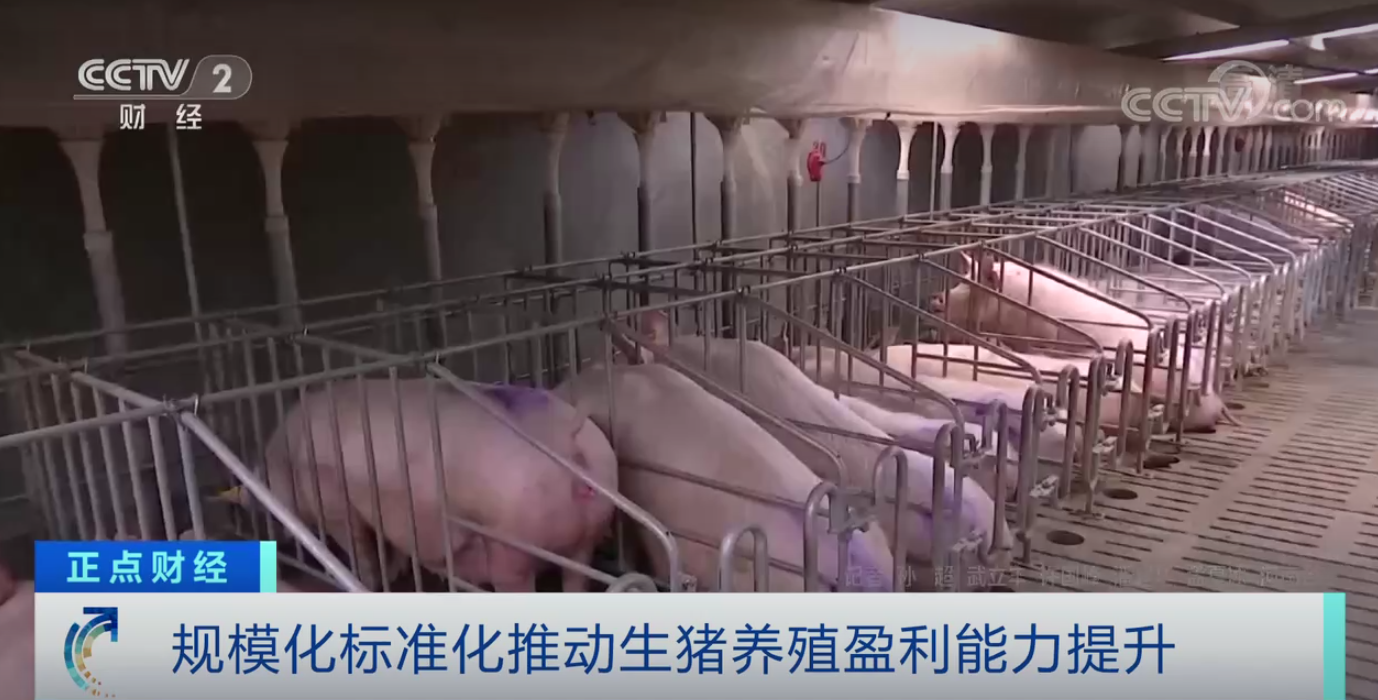 生猪价格高位运行，“猪期货”为养殖业提供新