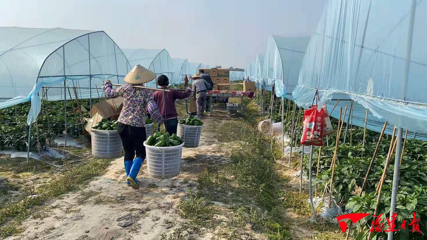 Instruct how: Green pepper happy event greets hot day of harvest season fire to become rich busy