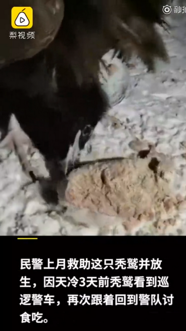 每天6斤肉！被放生秃鹫飞回警局“讨食”，网友：赖上警察叔叔了？