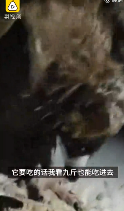 每天6斤肉！被放生秃鹫飞回警局“讨食”，网友：赖上警察叔叔了？