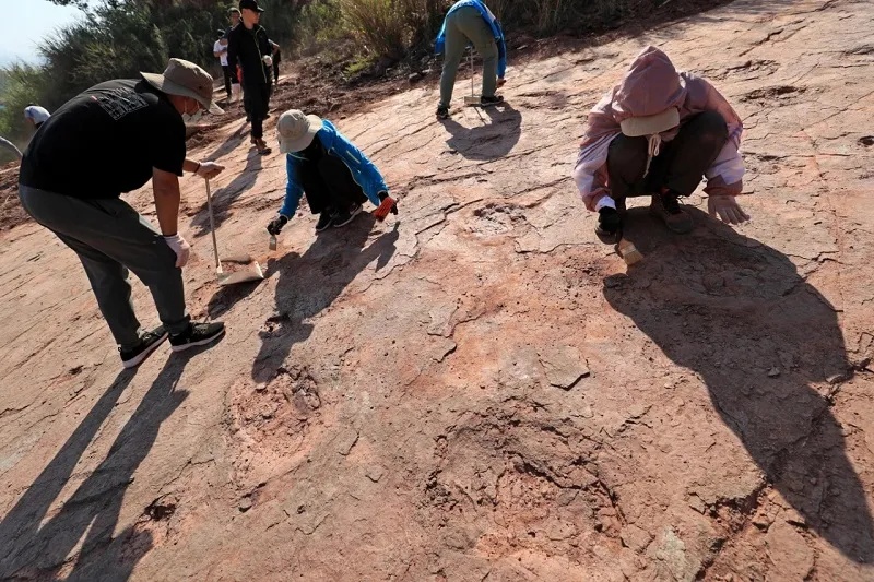 距今8000万年、240余枚！福建上杭首次发现恐龙足迹群