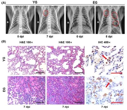 前沿 | 中国生命科学十大进展揭晓！两项新冠病毒研究入选