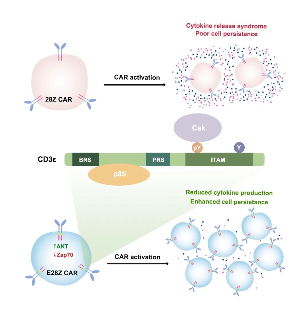 前沿 | 中国生命科学十大进展揭晓！两项新冠病毒研究入选