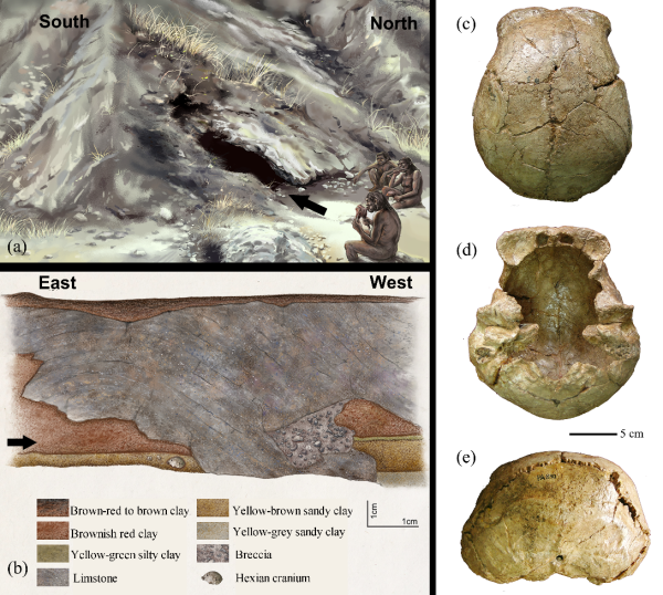 和縣直立人頭骨表麵痕跡揭示埋藏環境與生存活動