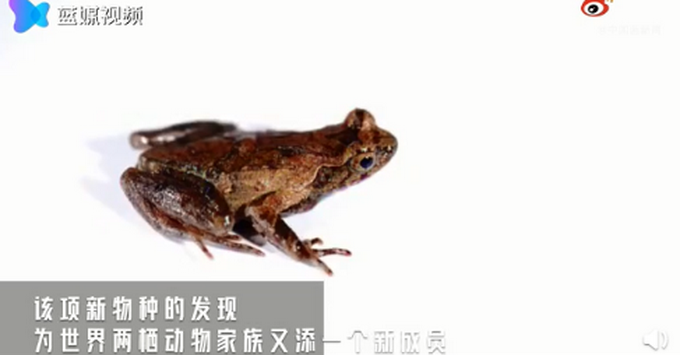又萌又稀有小可爱来了丽水发现全球新物种百山祖角蟾