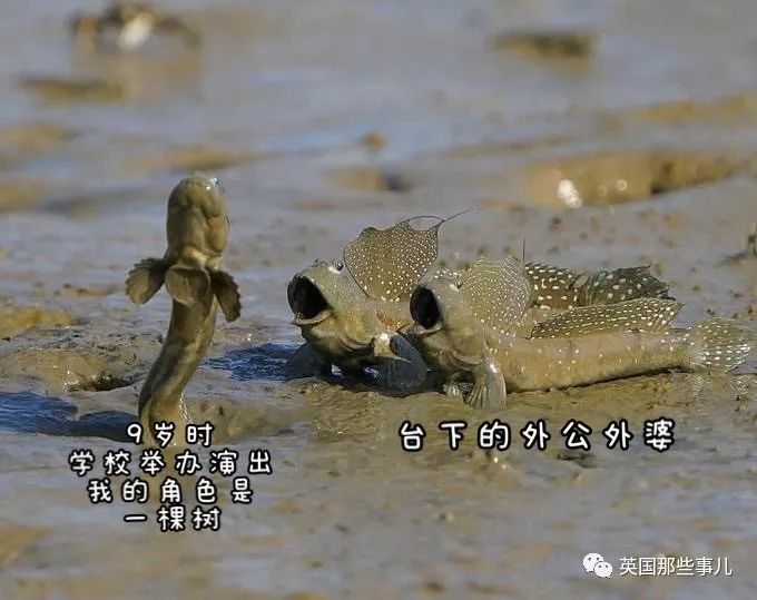 歪果网友分享年度最暖心治愈的梗图，看完感觉心情大好