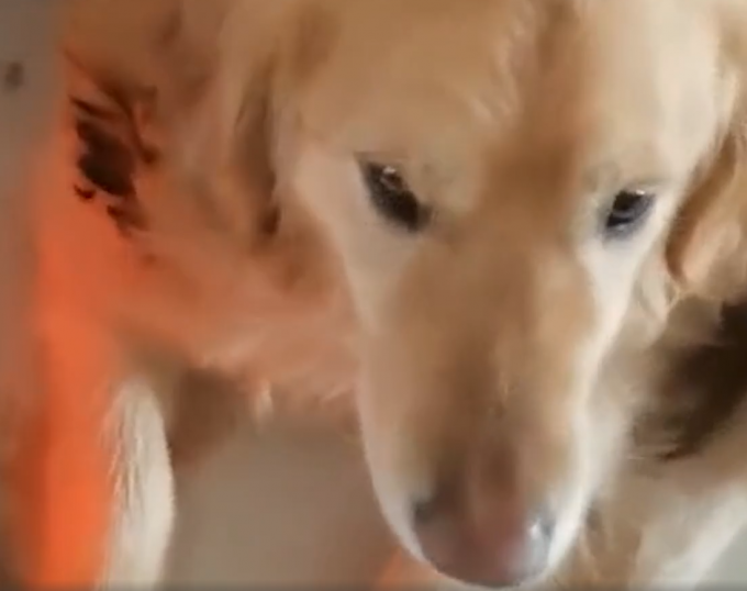 电暖气|狗狗靠着电暖气取暖毛被烤焦 多亏主人闻到烧焦味是个憨憨