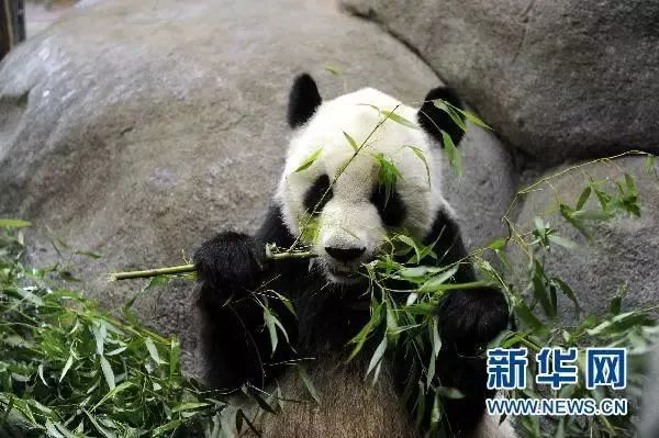 都沒熊樣了！旅美大熊貓居然瘦成皮包骨？官方回應(yīng)