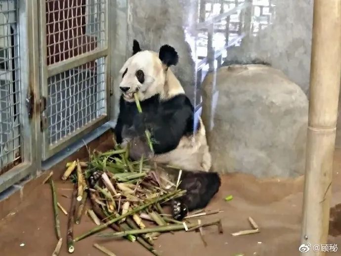 都没熊样了！旅美大熊猫居然瘦成皮包骨？官方回应