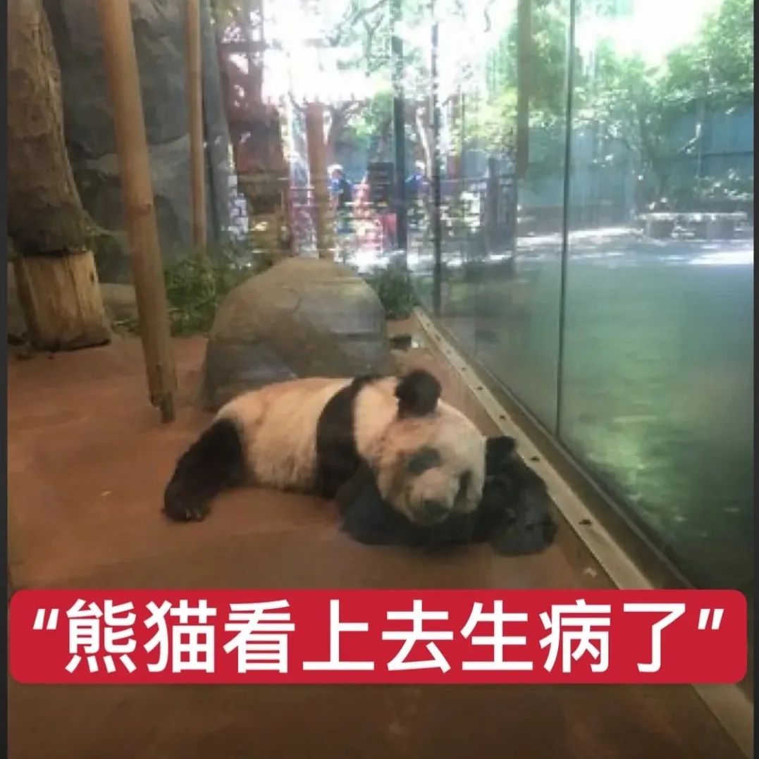 都沒熊樣了！旅美大熊貓居然瘦成皮包骨？官方回應(yīng)