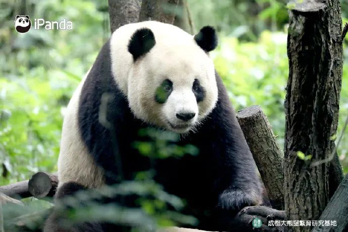 都沒熊樣了！旅美大熊貓居然瘦成皮包骨？官方回應(yīng)