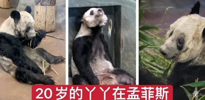 都没熊样了！旅美大熊猫居然瘦成皮包骨？官方回应