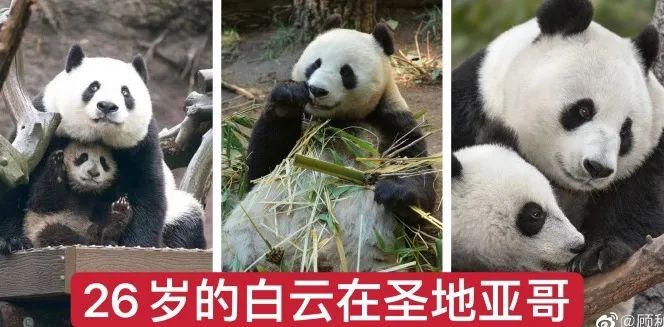 都没熊样了！旅美大熊猫居然瘦成皮包骨？官方回应