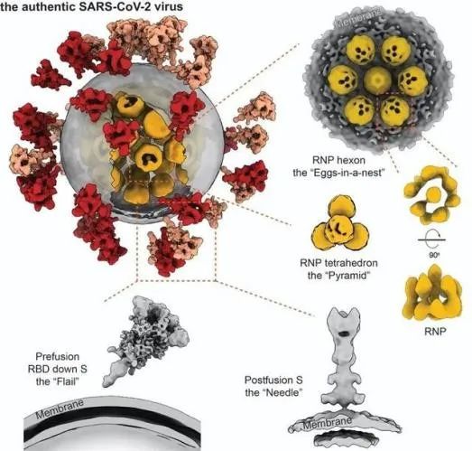 新冠病毒长啥样？真身3D照来了