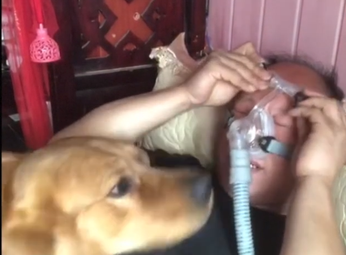 呼吸|主人戴呼吸机睡觉金毛寸步不离 网友看哭了
