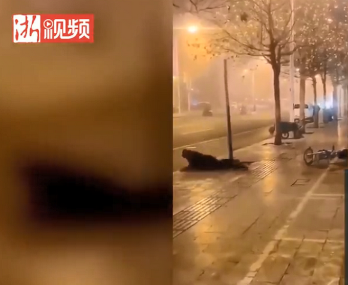 醉汉与小树对打12秒被KO三次，跌倒仍爬起继续打！评论亮了
