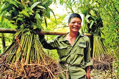 探索发展新模式　打造文化新品牌——金秀瑶族自治县瑶医药发展迎来新机遇