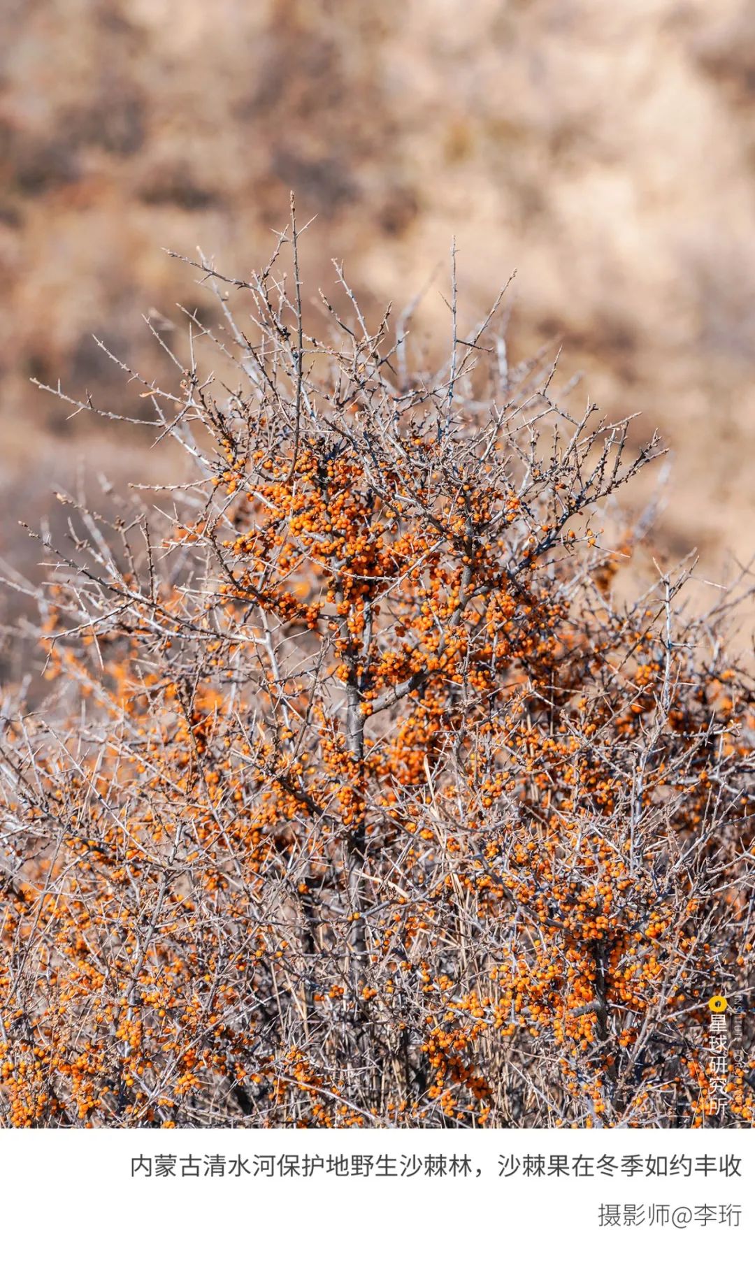 6種色彩，30張圖片，領略冬季之美