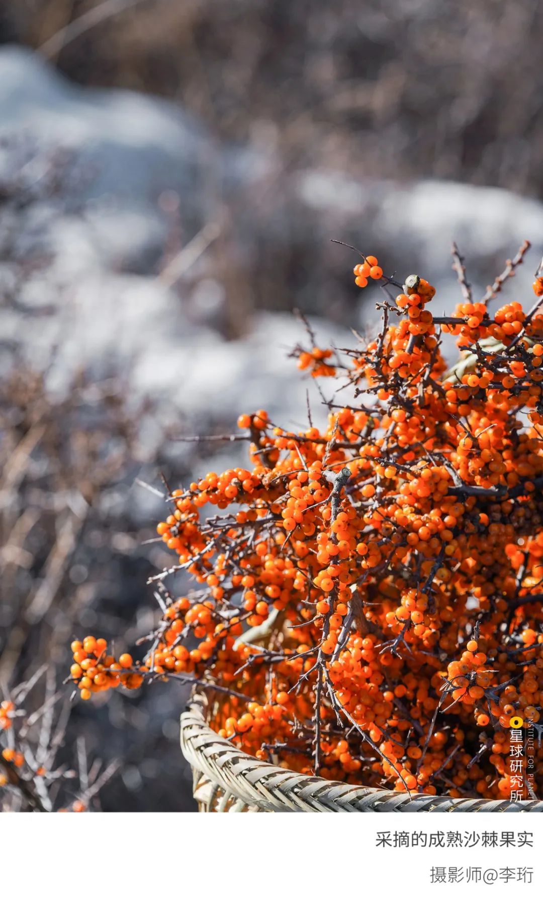 6種色彩，30張圖片，領略冬季之美