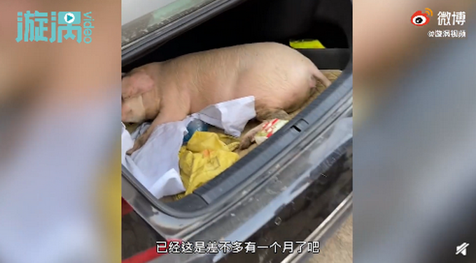 探亲|男子回家探亲离别时爸妈送活猪 直接塞进后备箱网友评论亮了