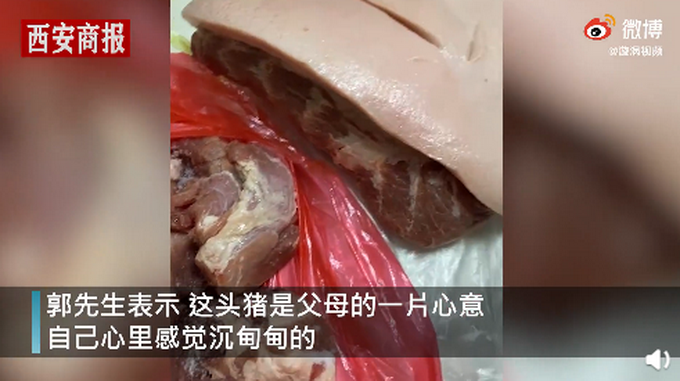 探亲|男子回家探亲离别时爸妈送活猪 直接塞进后备箱网友评论亮了