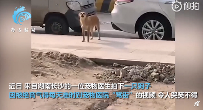 3月|狗子绝育后连续3月到宠物医院骂街 堪称最记仇的“狗”了