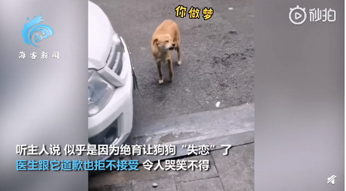 3月|狗子绝育后连续3月到宠物医院骂街 堪称最记仇的“狗”了