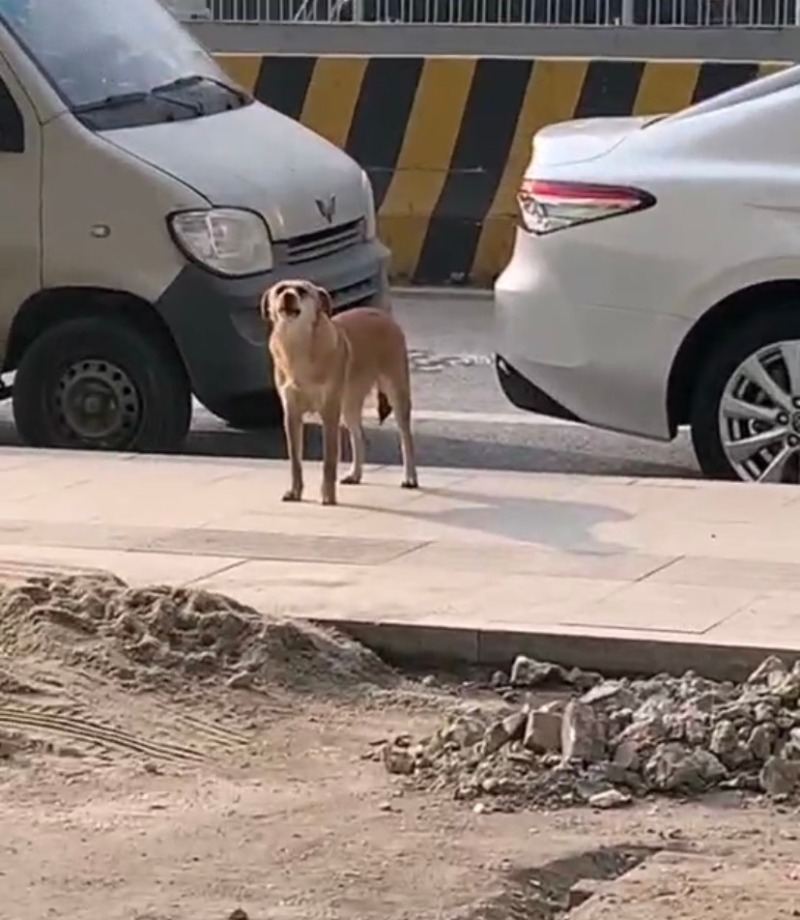 3月|狗子绝育后连续3月到宠物医院骂街 堪称最记仇的“狗”了