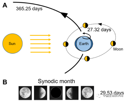 月經周期難道是“天人合一”？Science子刊探討月球周期對月經周期的影響