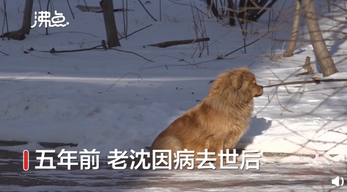 狗狗|主人去世狗狗原地守候5年 沈阳版忠犬八公