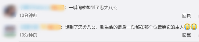 狗狗|主人去世狗狗原地守候5年 沈阳版忠犬八公