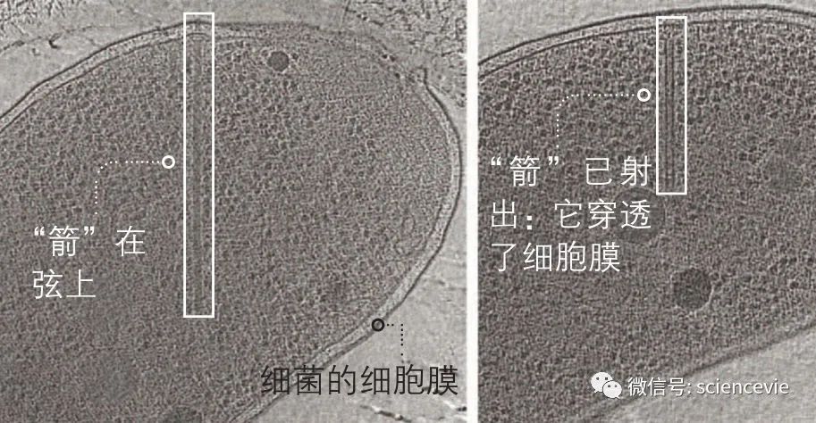細菌會像人一樣射箭？射完之後還回收箭支