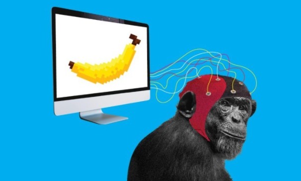 马斯克宣布将芯片植入猴子大脑 它们可开心玩电子游戏