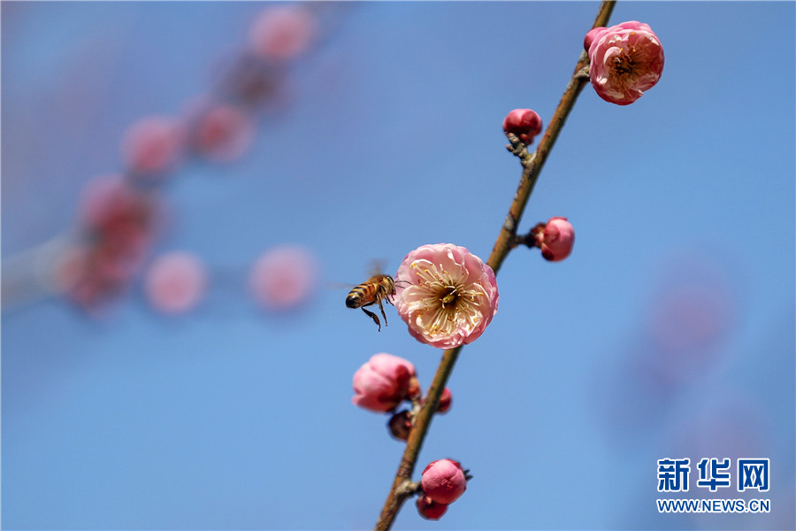 安徽黄山：立春至 梅花开
