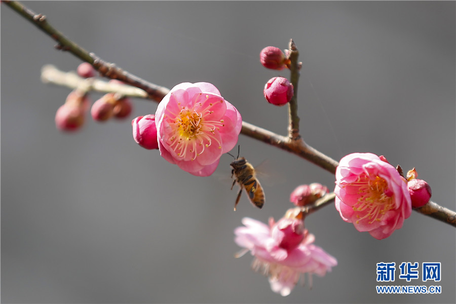 安徽黄山：立春至 梅花开