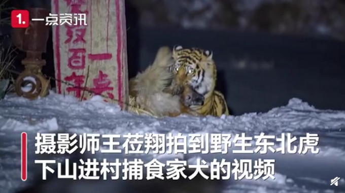 猎食|野生东北虎猎食飞扑咬住护院大狗 温馨提示：遇见野生动物保持距离
