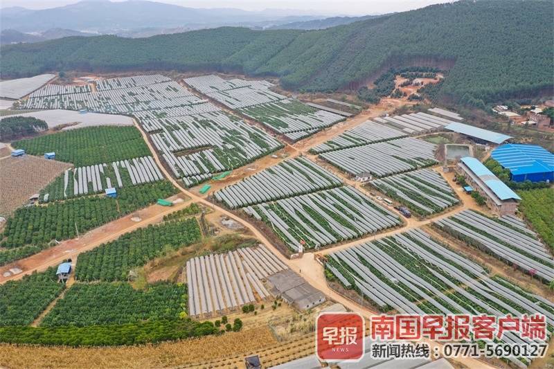 南宁生态果园别样美，邀你共享摘果赏花乐