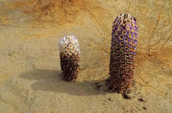 沒想到吧，古人居然用這些東西做“偉哥”