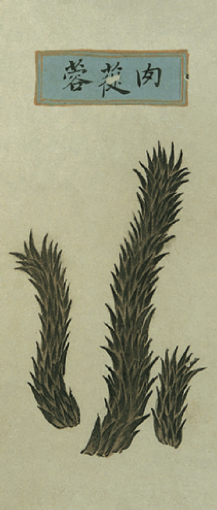 沒想到吧，古人居然用這些東西做“偉哥”