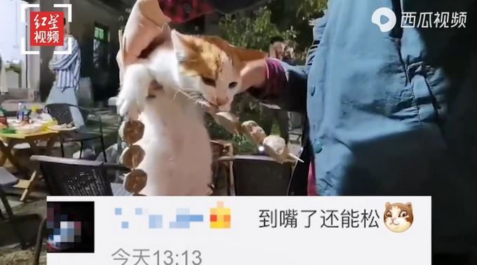 流浪猫偷吃客人烤串：嘴里叼“手”里拿，被抓现场曝光路人笑翻