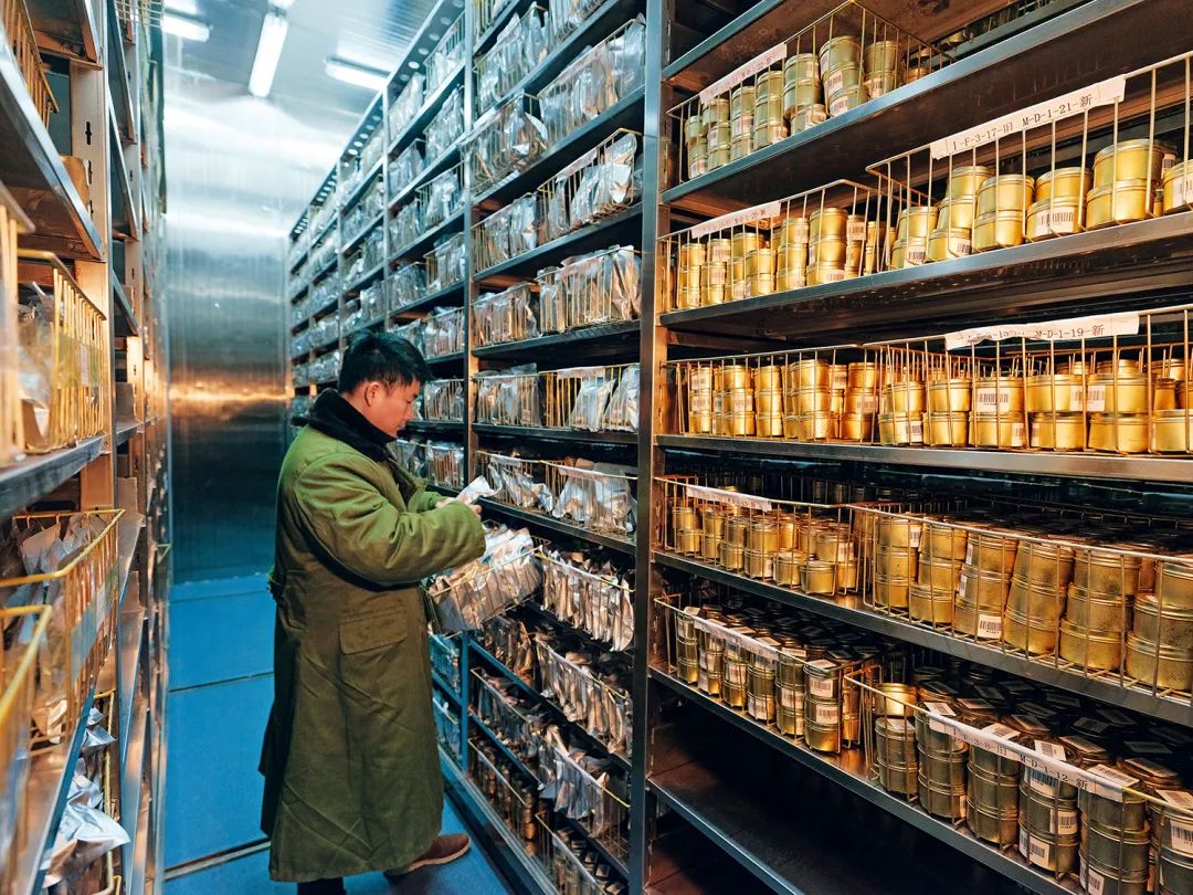 中國的“辣椒中心”在哪裏？