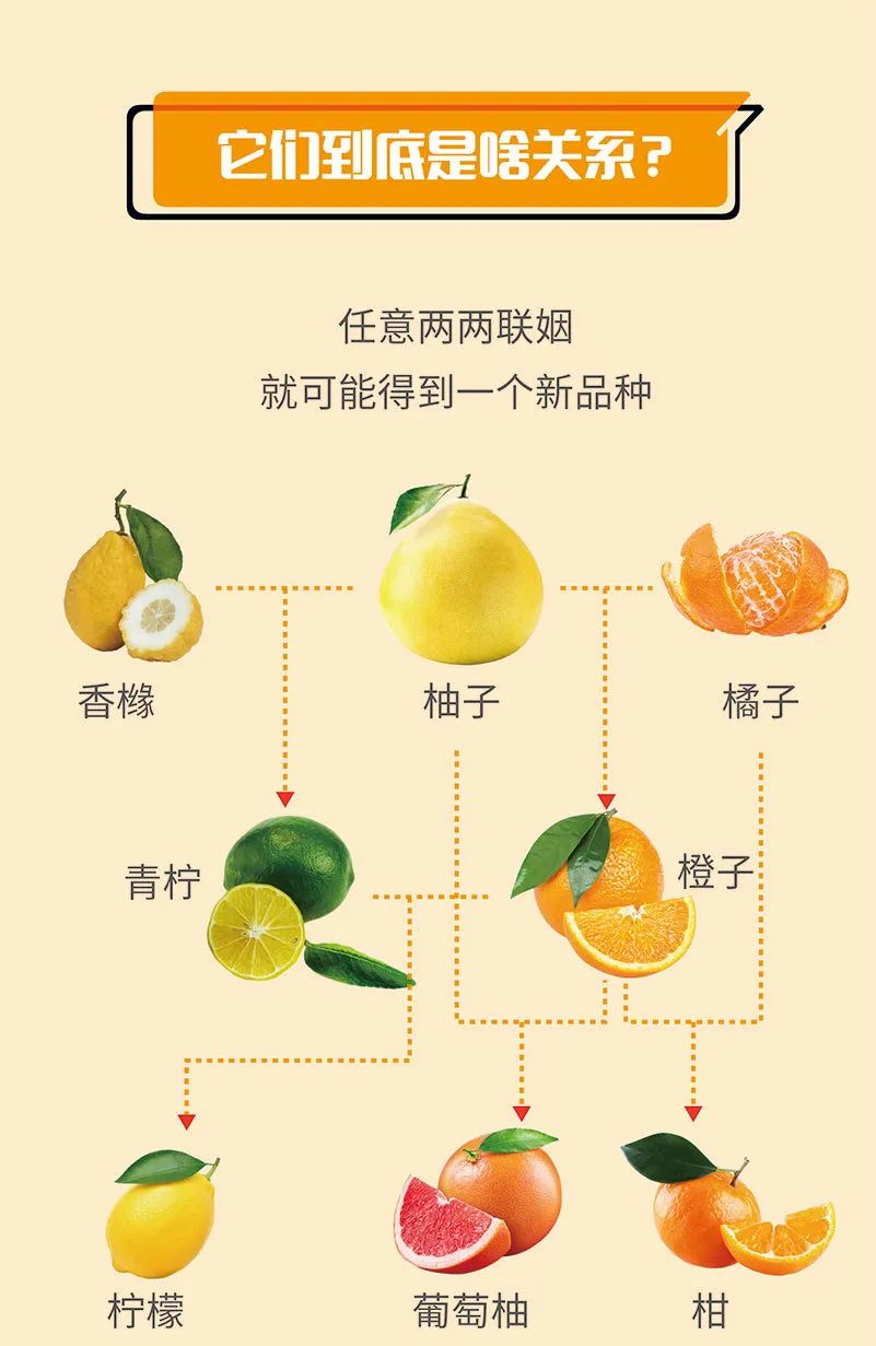 橘子、橙子、柚子……谁才是其中的水果之王？