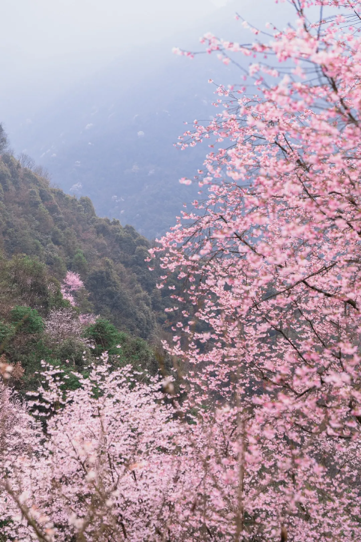 万亩樱花海“织”成粉色天空！当樱花撞上梅花，桐庐天子地“热闹非凡”