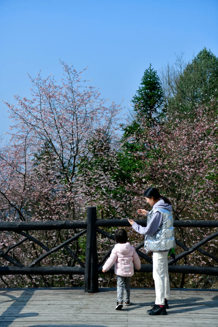 万亩樱花海“织”成粉色天空！当樱花撞上梅花，桐庐天子地“热闹非凡”