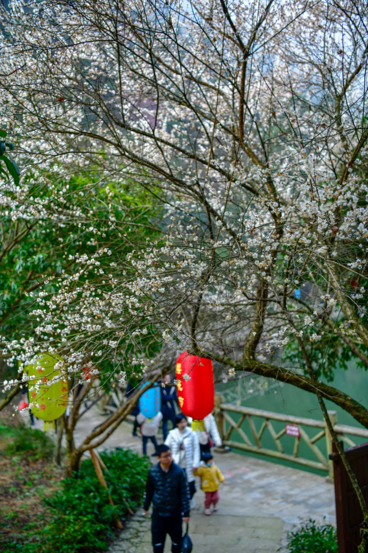 万亩樱花海“织”成粉色天空！当樱花撞上梅花，桐庐天子地“热闹非凡”