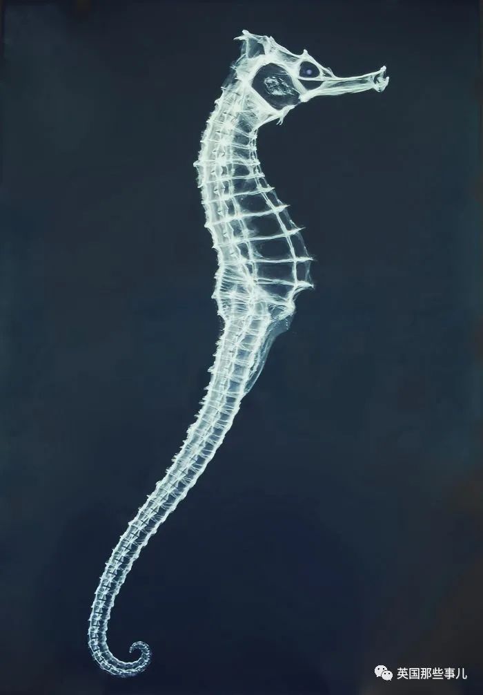 石棺裏藏貓貓，畫下還有另一副畫…X光下的各種物體原來這麽奇妙